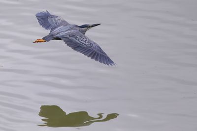 Burung Biru