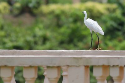little egret at Tasik Raub