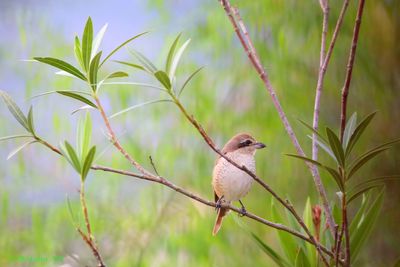 Brown Shrike on Olander Tree