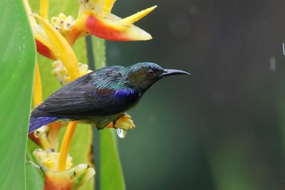 Brown-throated Sunbird - male