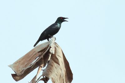 Starling