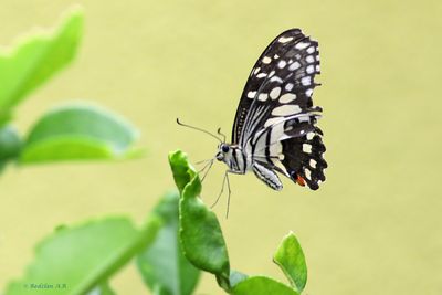 Rama-rama - lime swallowtail