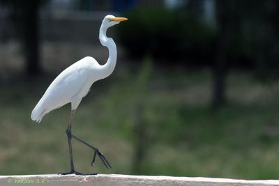 Egret intermedia
