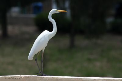 intermedia Egret