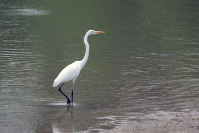 medium egret (Ardea intermedia)