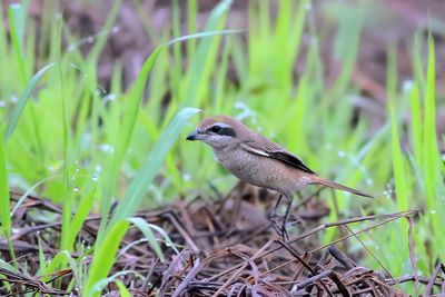 Brown Shrike Jumping