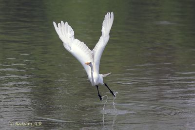 Egret Lift-off from water