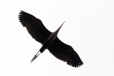 Purple Heron in flight