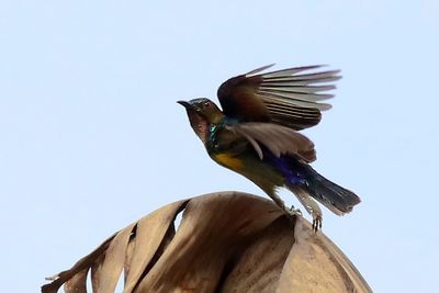 Brown-throated Sunbird