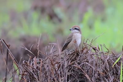 Brown Shrike resting