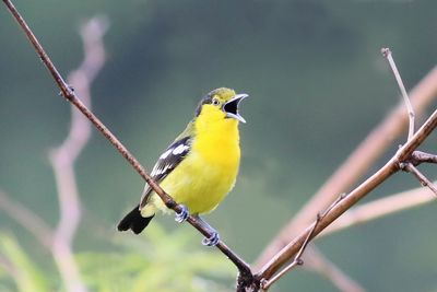 Common Iora singging
