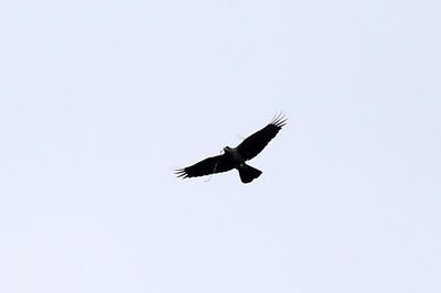 Gagak bawa bahan sarang (nesting material)