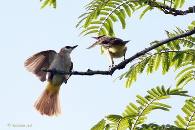 Bulbul feeding