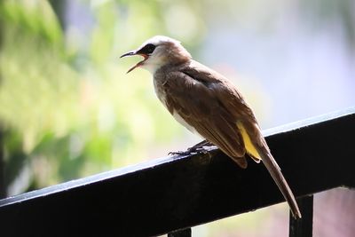 Yellow-vented Bulbul - Juvenile calling