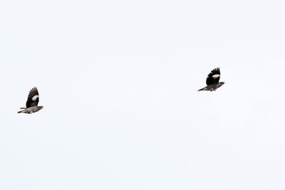 2 Common Myna flying