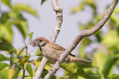 Tree sparrow with nesting materail