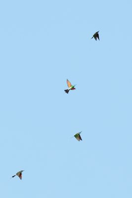 Bee eater