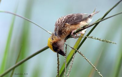 Tempua Jantan makan biji rumput