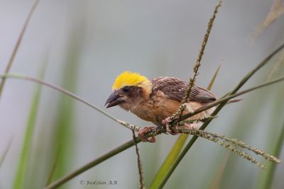 Tempuas Jantan