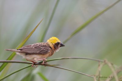 Baya weaver male