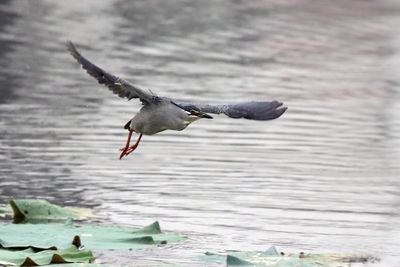 striated heron (Butorides striata javanica)