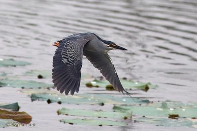 striated heron in flight