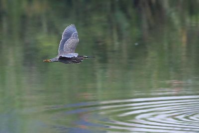 Striated heron in flight over water