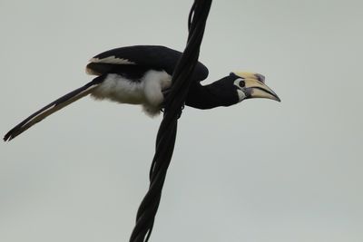 Oriental Pied Hornbil on wire