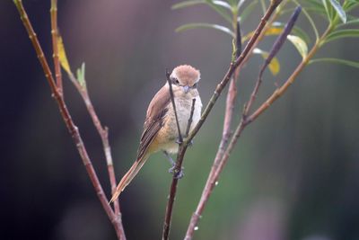 Brown Shrike onm Olander Tree