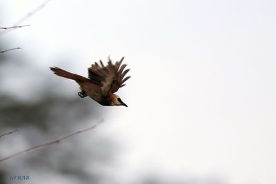 Bulbul lompat