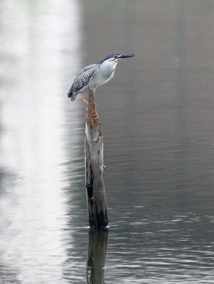 :Striated Heron (Butorides striata)