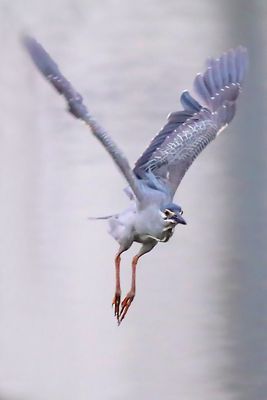 Striated Heron