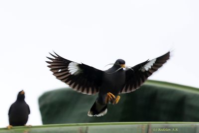 Common Myna with nesting material