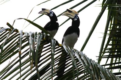 a pair of Oreintal Pied Hornbill