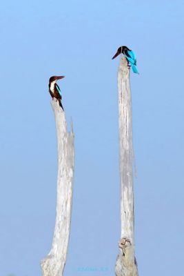 A pair of King Fisher