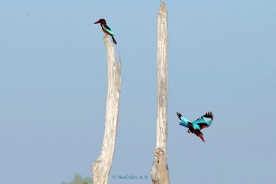 2 kings -one dive