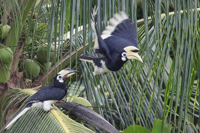 a pair of Hornbill