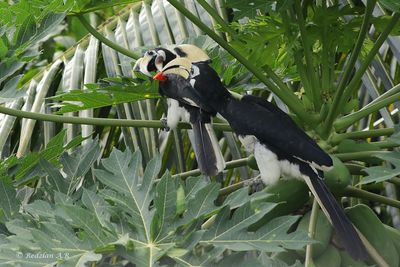 Pied Hornbills court-ship rutial