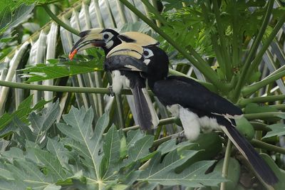 Teasing feed - courtship behavior