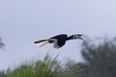 Male Pied Hornbill in flight
