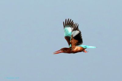 King Fisher in flight