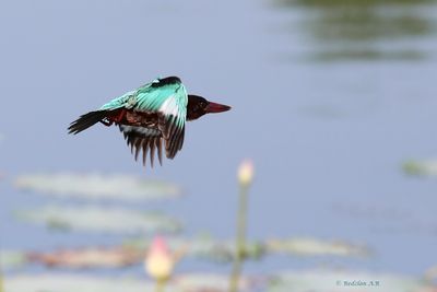 KIng flew away