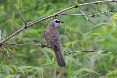 Bulbul nesting material