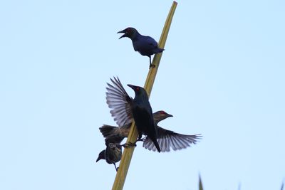 Asian Glossy Starling -imature