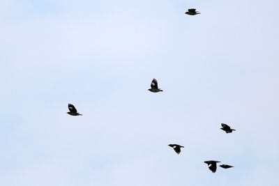 Flock of Common Myna in flight