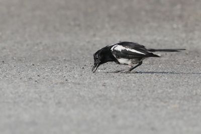 Juvenile Magpie Robnin