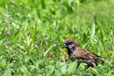 pipit