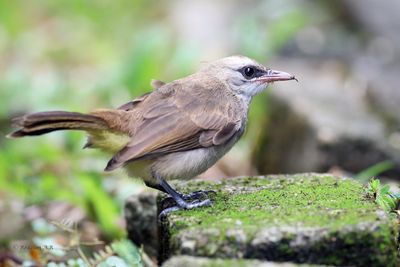 Yello-vented Bulbul -Juvenile
