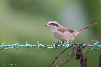 Brown Shrike winter migrant wire at Taman Maju Indah