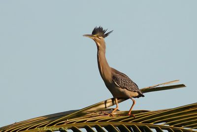 Chinese Heron